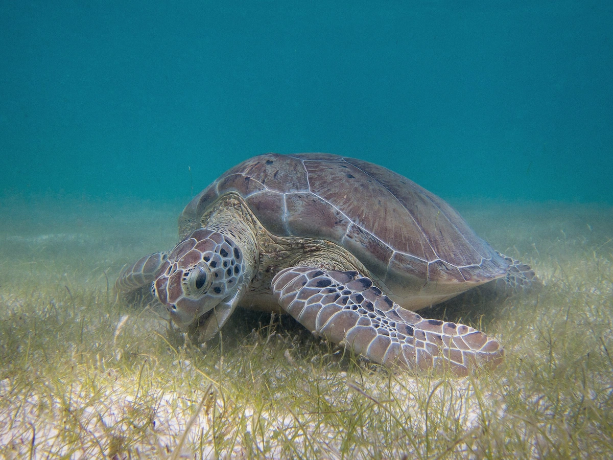 Green sea turtle swimming over seagrass in the shallow clear water of Akumal Bay, Mexico